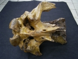 Wollhaar-Nashorn Hinterhaupt Coelodonta antiquitatis