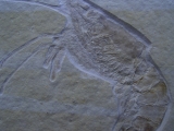 Aeger Krebs aus Solnhofen