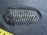 Trilobit aus Bundenbach
