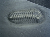 Trilobit aus Bundenbach