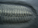 Trilobit aus Bundenbach