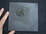 Chotecops Trilobit aus Bundenbach