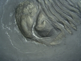 Chotecops Trilobit aus Bundenbach