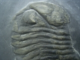 Chotecops Trilobit aus Bundenbach