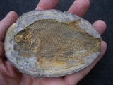 Paralepidotus triassic fish