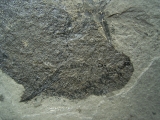 Stachelhai - Diplacanthus