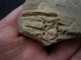Barasaurus Fragment mit Schädel