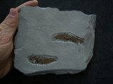 Aphanius crassicaudatus