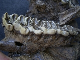 Nashorn Schädelfragment mit Oberkiefer