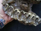 Nashorn Schädelfragment mit Oberkiefer