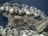 Nashorn Schädelfragment mit Oberkiefer