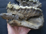 Nashorn Schädelfragment mit Oberkiefer