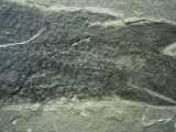 Dipterus - ein seltener und sehr interessanter Lungenfisch