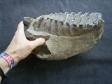 Elephas meridionalis jaw with tooth