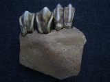 Boviden Schädelfragment mit drei Zähnen