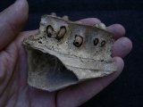 Boviden Schädelfragment mit drei Zähnen