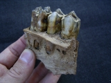 Boviden Schädelfragment mit drei Zähnen