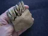 Boviden Schädelfragment mit drei Zähnen