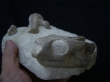 Schildkröten Schädel aus dem Oligozän