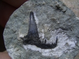 Lower carboniferous shark tooth