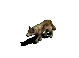 Wolf Schädelstück mit Zahn