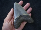 Megalodon Zahn aus dem Miozän