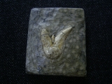 Shark tooth Orthacanthus