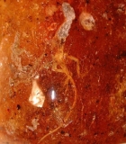 Leguan Anolis in Kopal