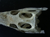 Krokodilschädel aus der Kreidezeit