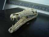 Krokodilschädel aus der Kreidezeit