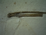Flugsaurier Flügel Rhamphorhynchus