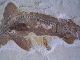 A1 Katzen-Hai Scyliorhinus spec.