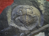 Euproops crab, carboniferous # 3