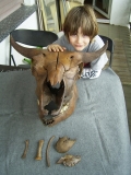 Bison Schädel und Embryo-Knochen