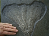Seelilie aus dem unteren Jura