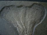 Seelilie aus dem unteren Jura