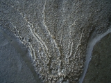 Seelilie aus dem unteren Jura