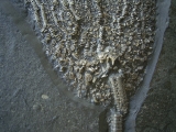 Seelilie aus dem unteren Jura