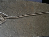 Seelilie aus dem unteren Jura