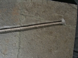 Seelilie aus dem unteren Jura