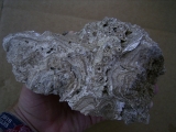 Stromatolithen - mittlere Stufe, naturbelassen