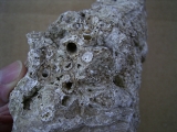 Stromatolithen - mittlere Stufe, naturbelassen