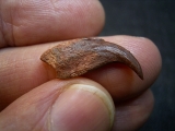 Flugsaurier Kralle Coloborhynchus