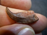 Flugsaurier Kralle Coloborhynchus