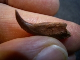 Flugsaurier Kralle Coloborhynchus