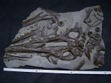 Ichthyosaurus Schädel