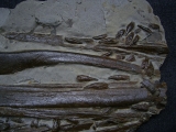 Ichthyosaurus Schädel