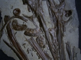 Ichthyosaurus Schädel