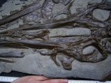 Ichthyosaurus Schädel