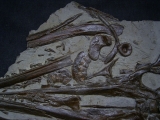 Ichthyosaurus Schädel